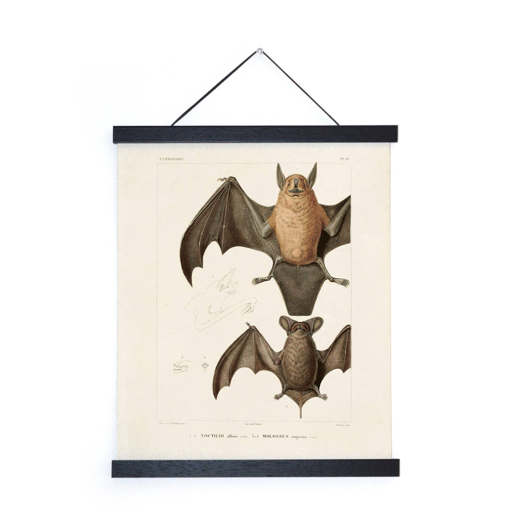 Vintage Mexican Freetail Bat Print w/ Frame