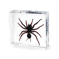 Real Tarantula Resin Paperweight
