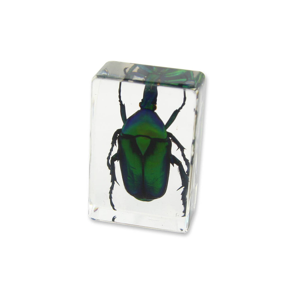 Real Green Chafer Beetle Resin Paperweight