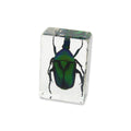 Real Green Chafer Beetle Resin Paperweight