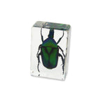Real Green Chafer Beetle Resin Paperweight
