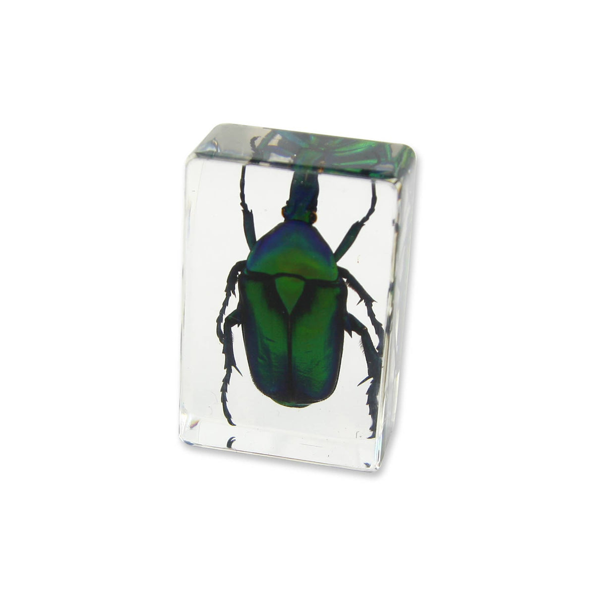 Real Green Chafer Beetle Resin Paperweight