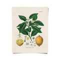 Vintage Botanical Citrus Lemon Print