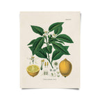 Vintage Botanical Citrus Lemon Print