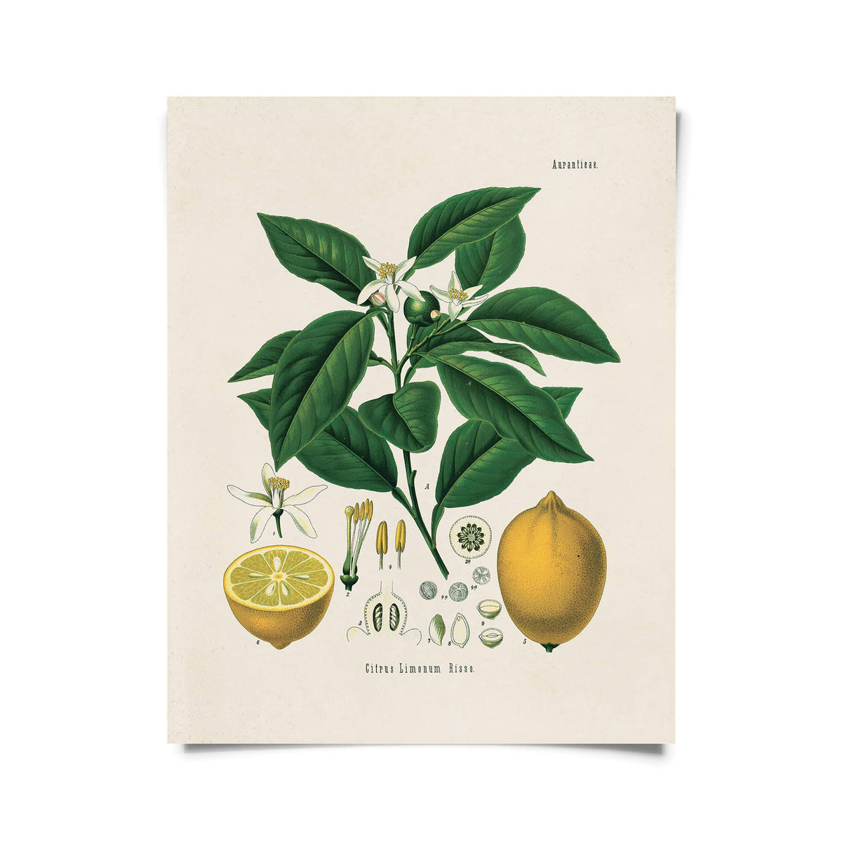 Vintage Botanical Citrus Lemon Print