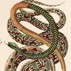 Vintage French Snake Zoology 2 Print w/ frame