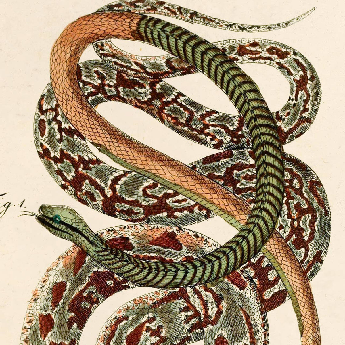 Vintage French Snake Zoology 2 Print w/ frame