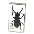 Real Stag Beetle Resin Paperweight