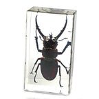 Real Stag Beetle Resin Paperweight