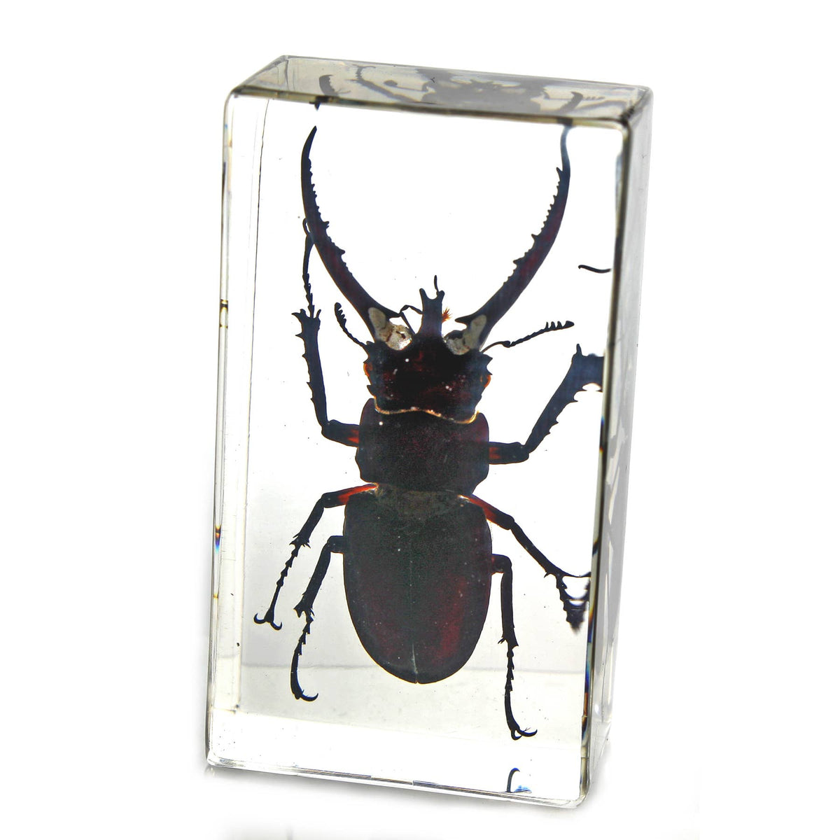 Real Stag Beetle Resin Paperweight