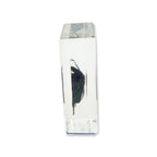 Real Green Chafer Beetle Resin Paperweight
