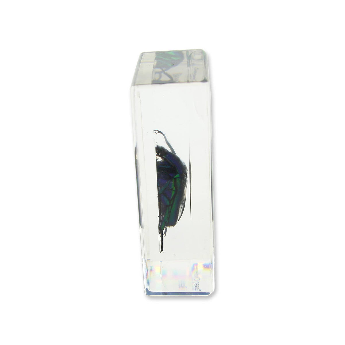 Real Green Chafer Beetle Resin Paperweight
