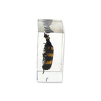 Blister Beetle Resin Paperweight