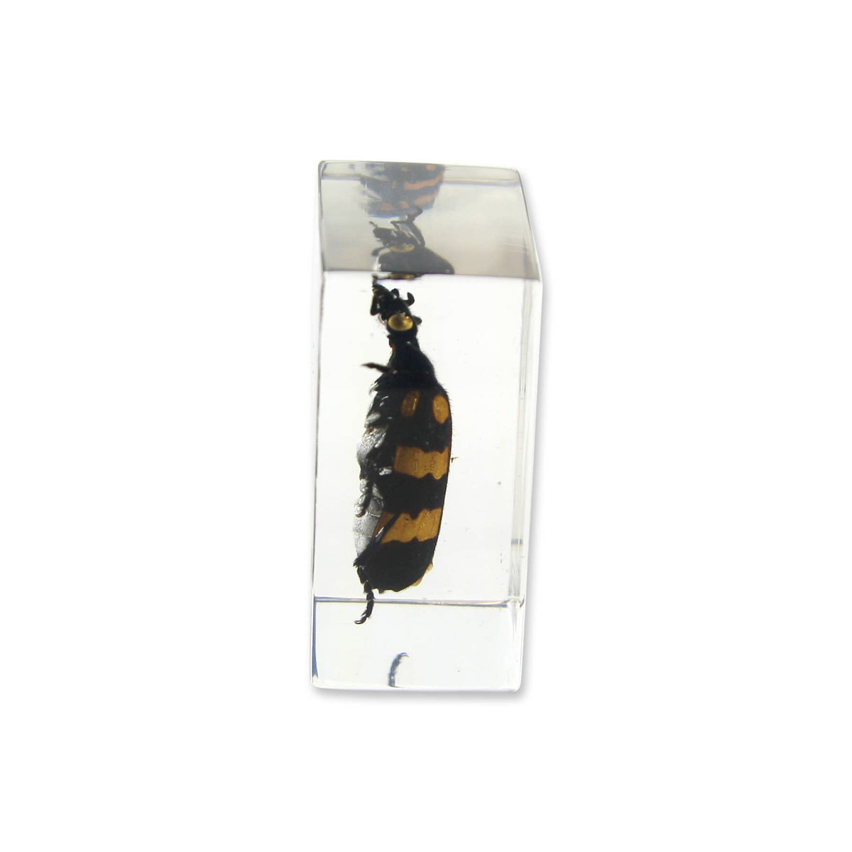 Blister Beetle Resin Paperweight