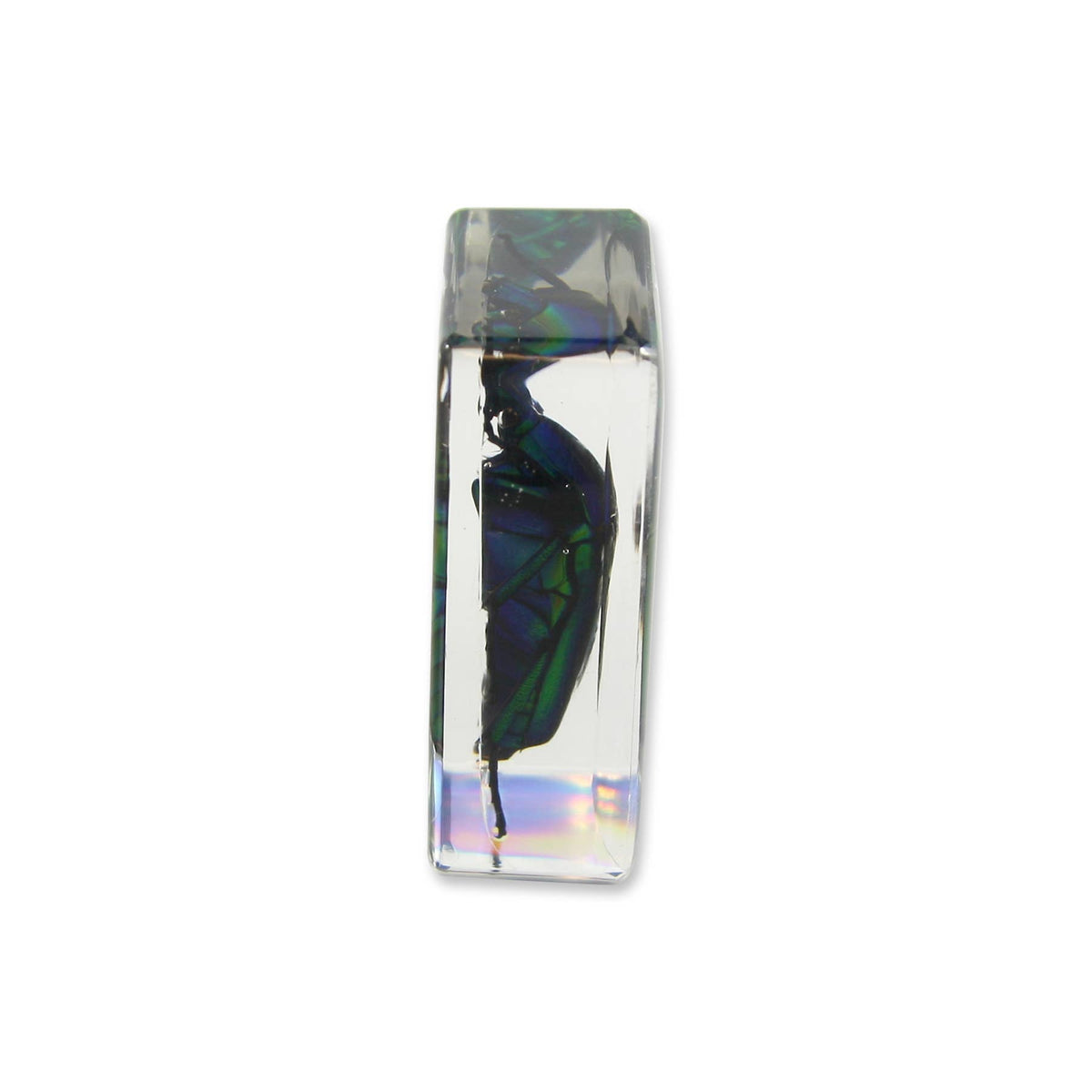 Real Green Chafer Beetle Resin Paperweight