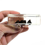Real Bat Resin Paperweight