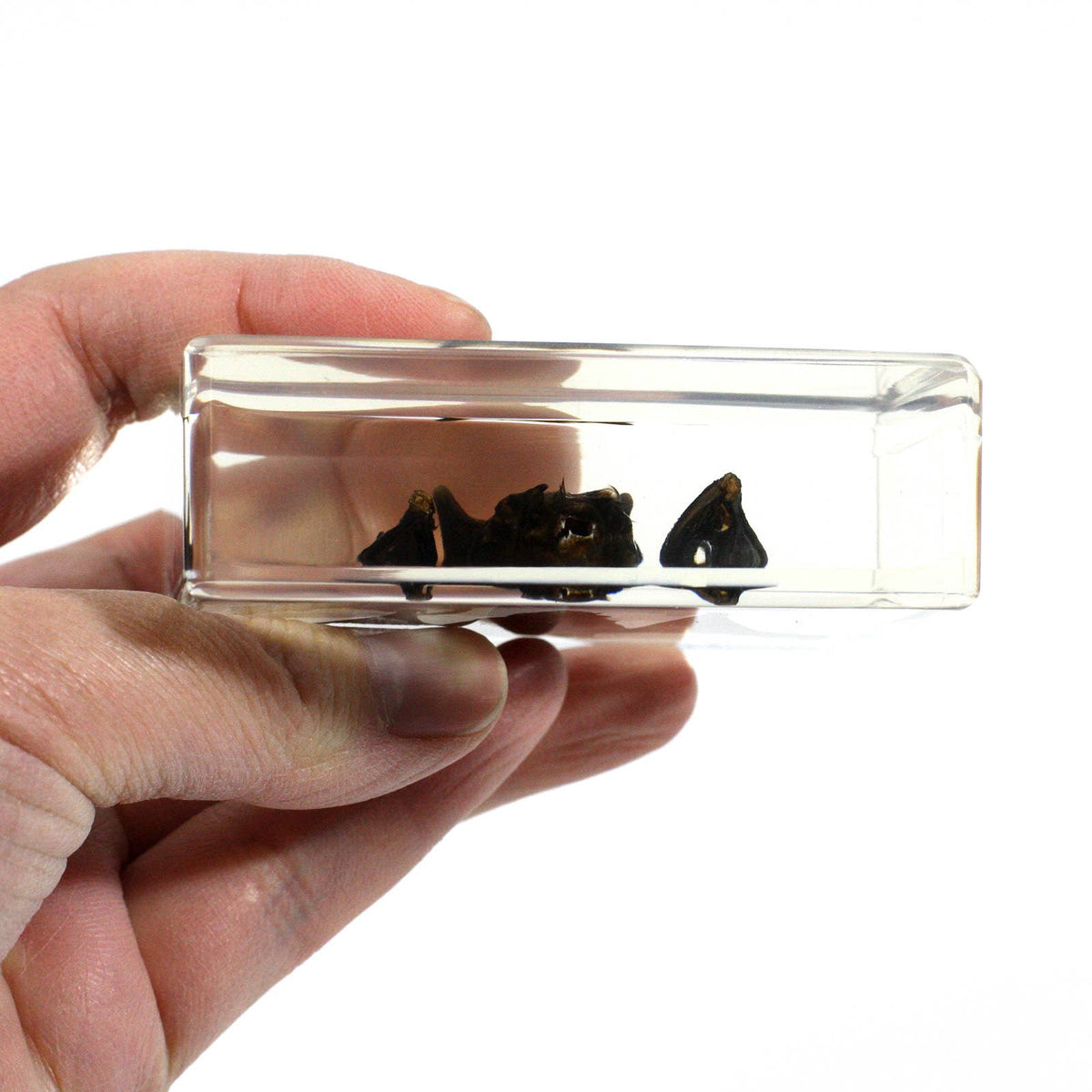 Real Bat Resin Paperweight
