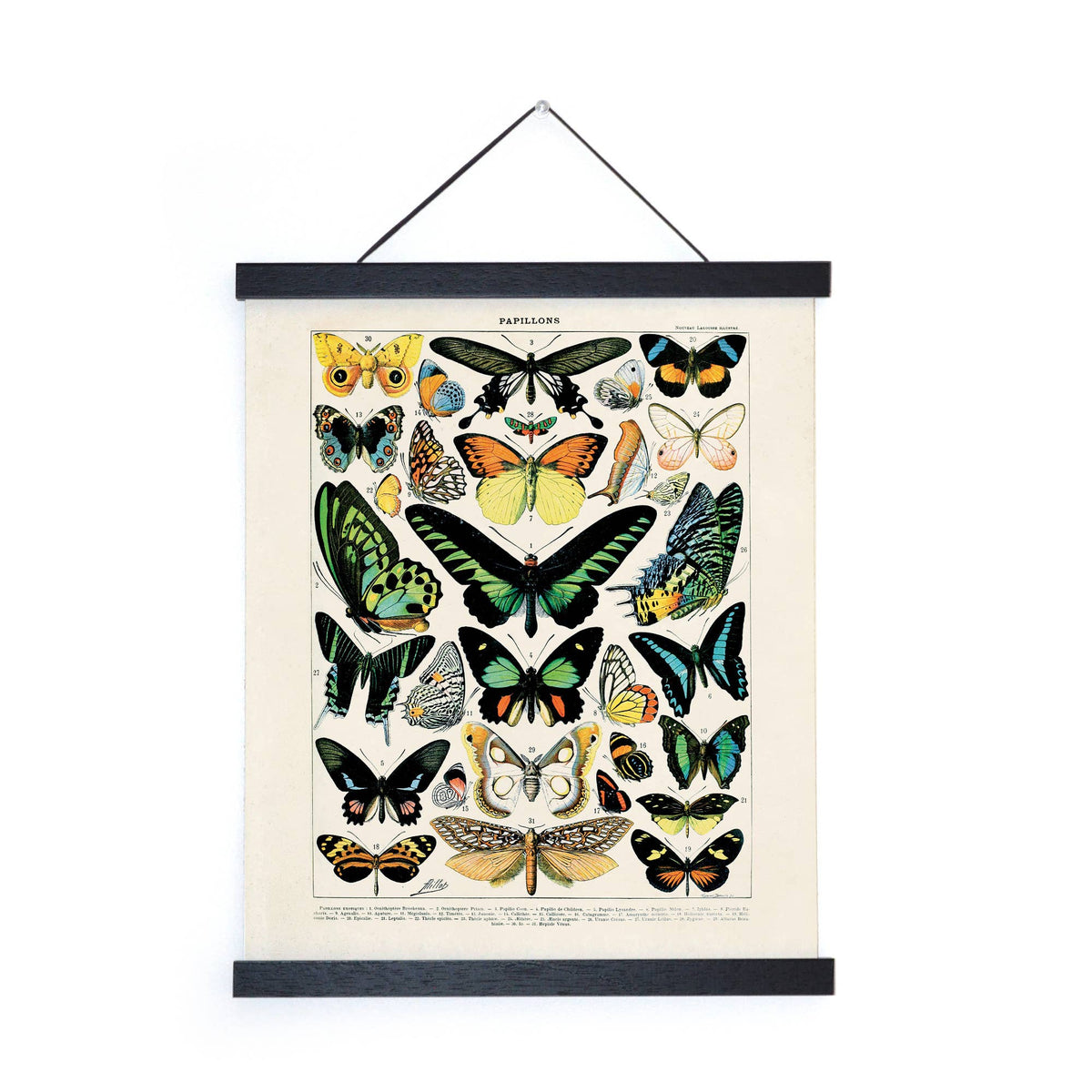 Vintage Millot Butterfly 1 Print