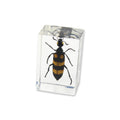 Blister Beetle Resin Paperweight