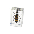 Blister Beetle Resin Paperweight