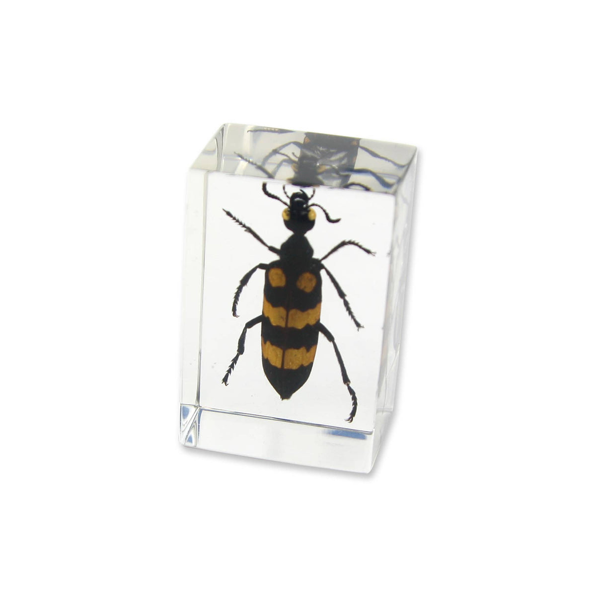 Blister Beetle Resin Paperweight