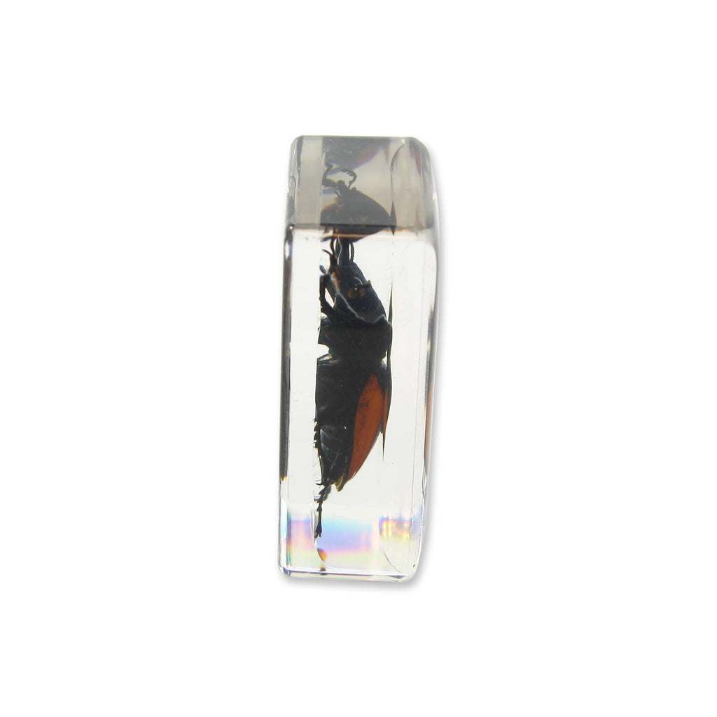 Real Stag Beetle Resin Paperweight- Small