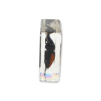 Real Stag Beetle Resin Paperweight- Small