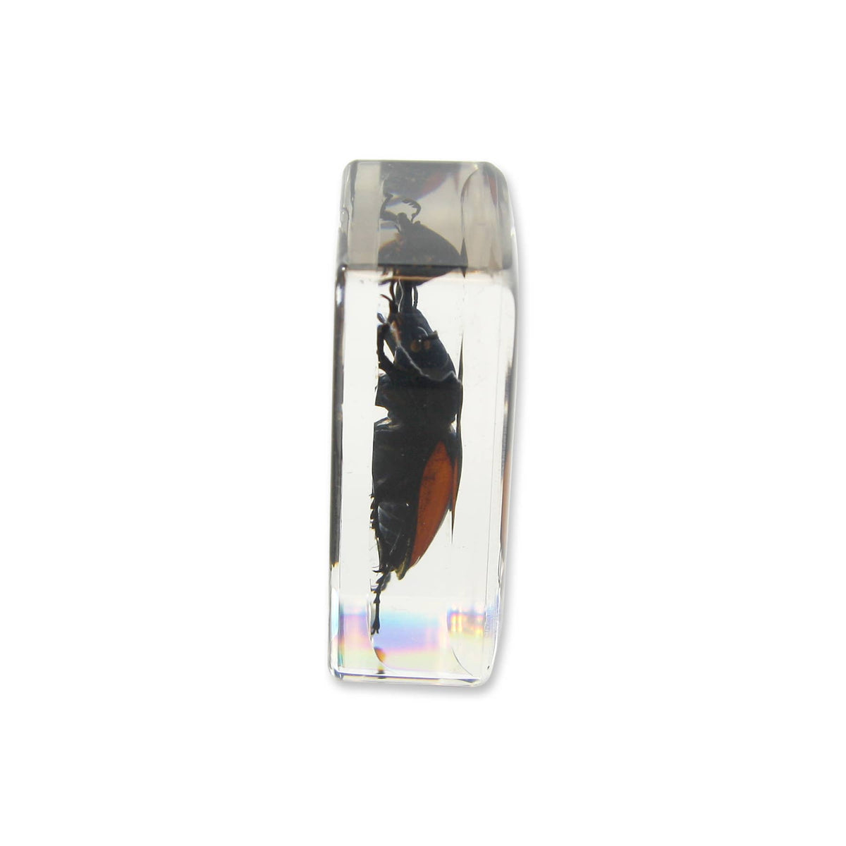 Real Stag Beetle Resin Paperweight- Small