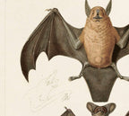 Vintage Mexican Freetail Bat Print w/ Frame