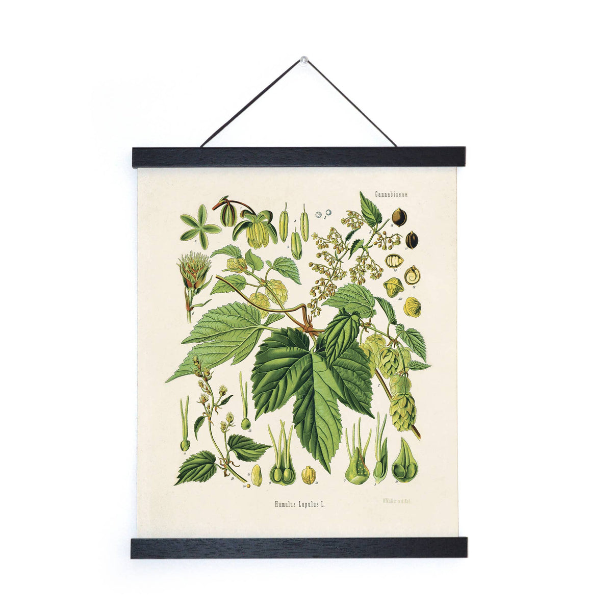Vintage Botanical Beer Hop Flower Print