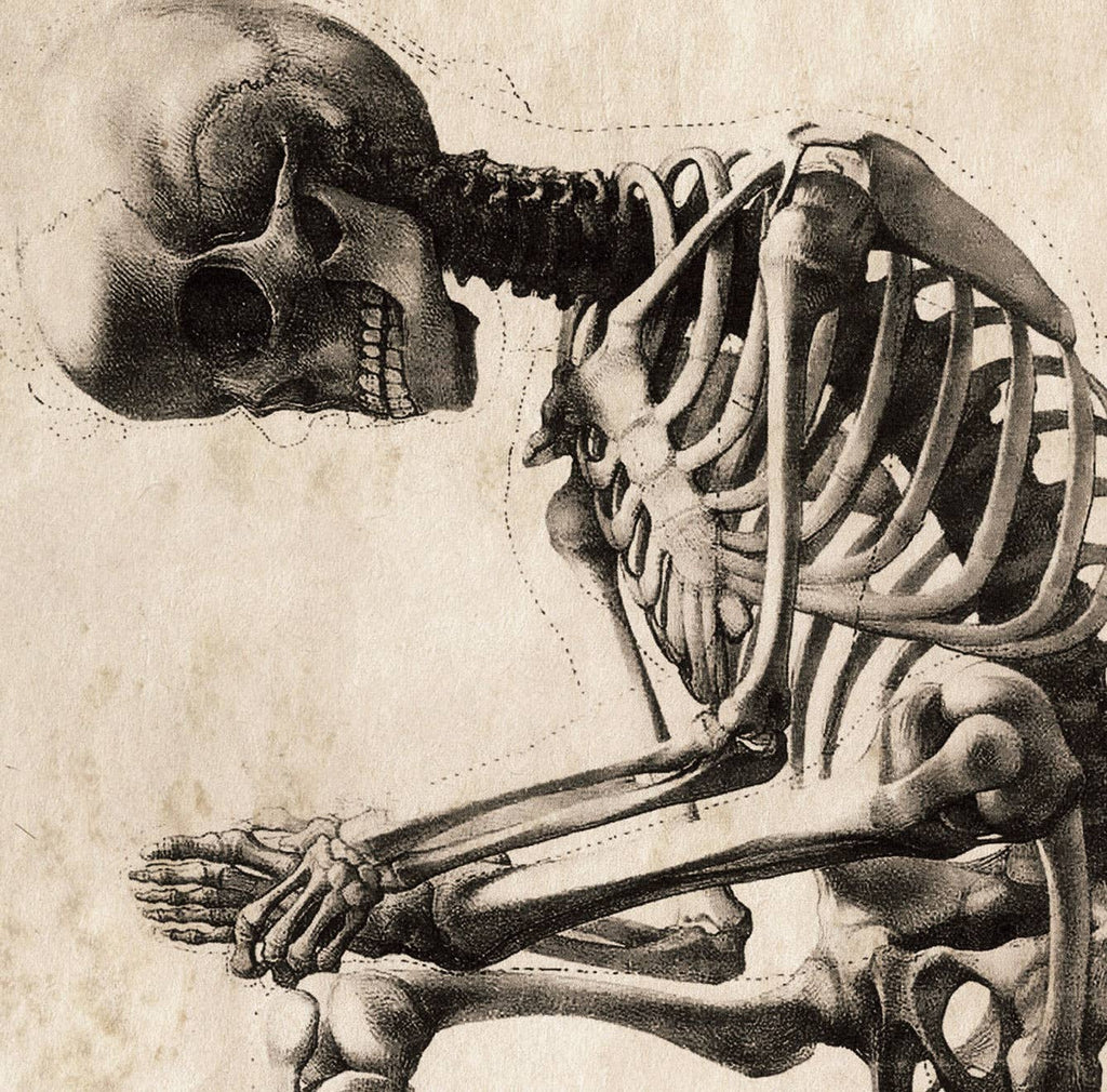 Vintage Anatomy Sitting Skeleton Print