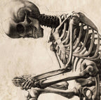Vintage Anatomy Sitting Skeleton Print