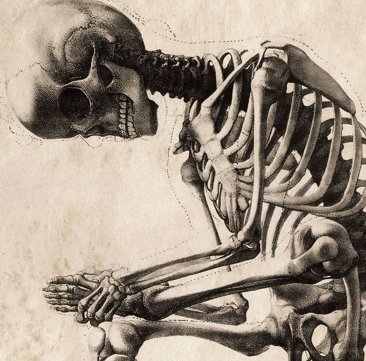 Vintage Anatomy Sitting Skeleton Print