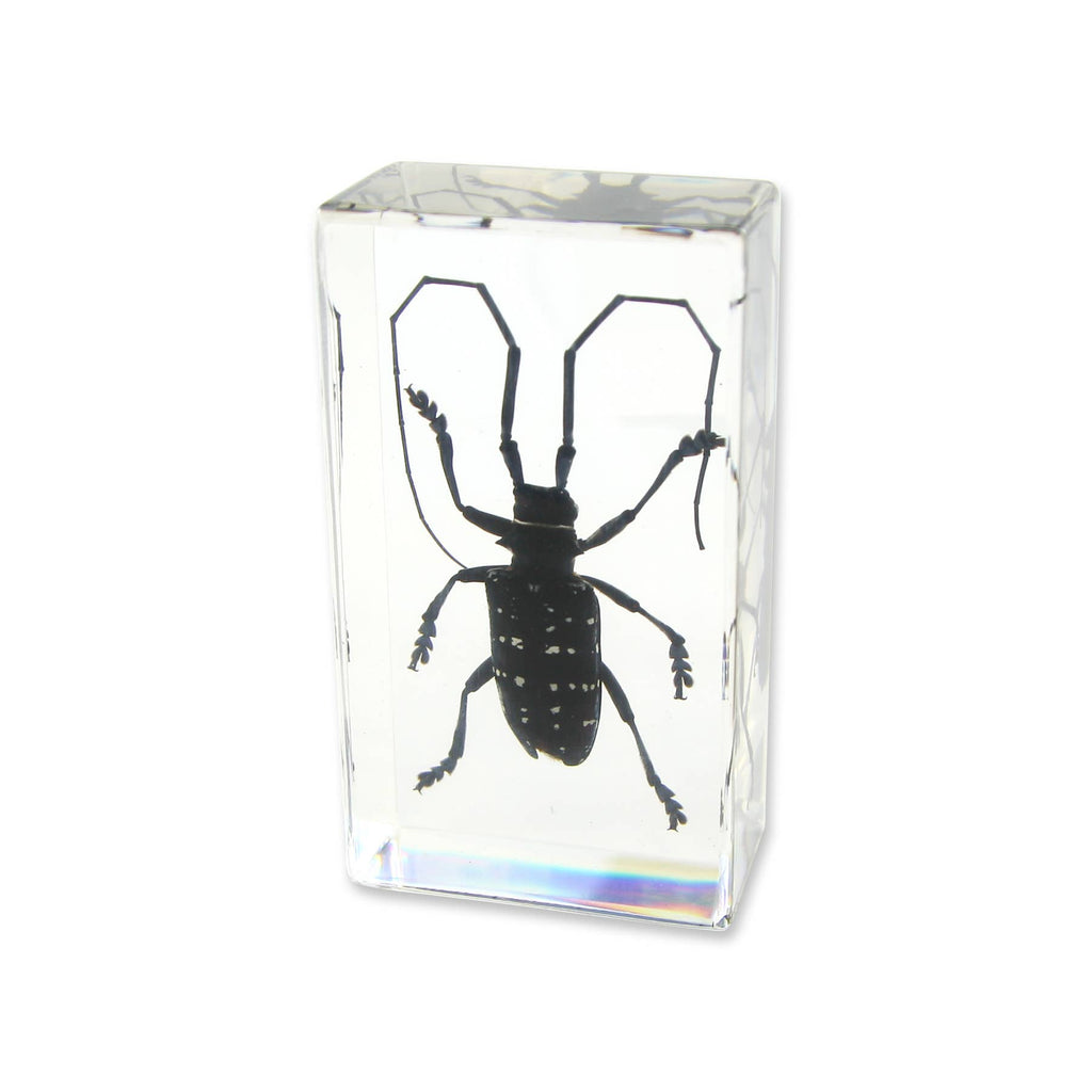 Real Asian Longhorned Beetle Resin Paperweight