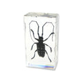 Real Asian Longhorned Beetle Resin Paperweight