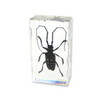 Real Asian Longhorned Beetle Resin Paperweight