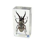 Real Stag Beetle Resin Paperweight