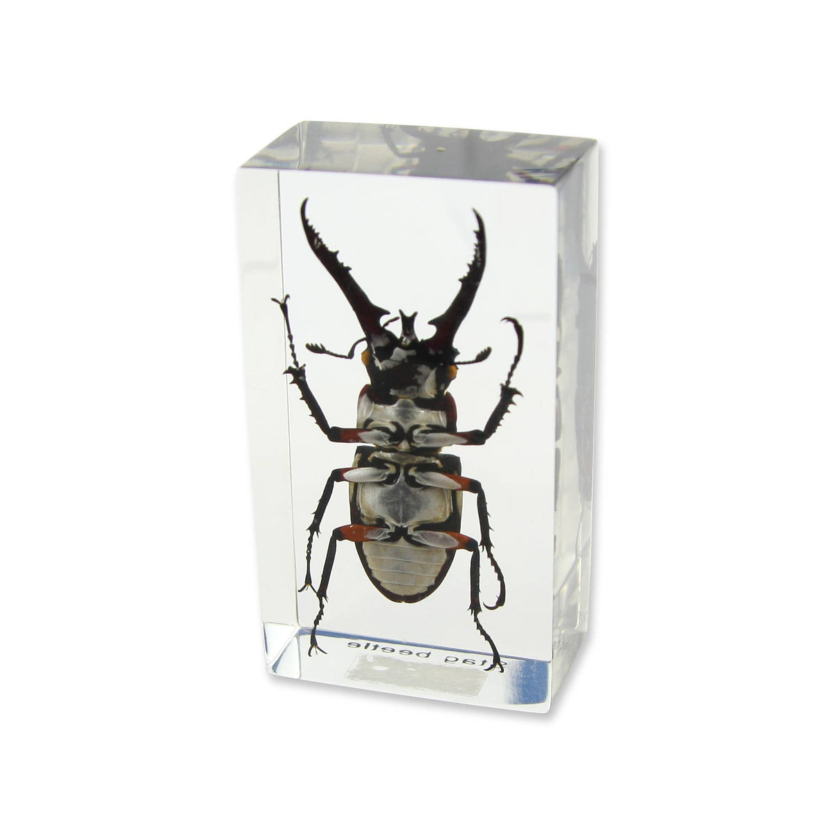 Real Stag Beetle Resin Paperweight
