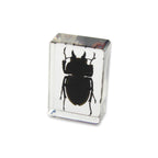Real Stag Beetle Resin Paperweight- Small