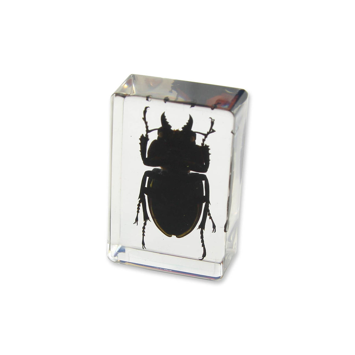Real Stag Beetle Resin Paperweight- Small