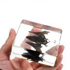 Real Bat Resin Paperweight