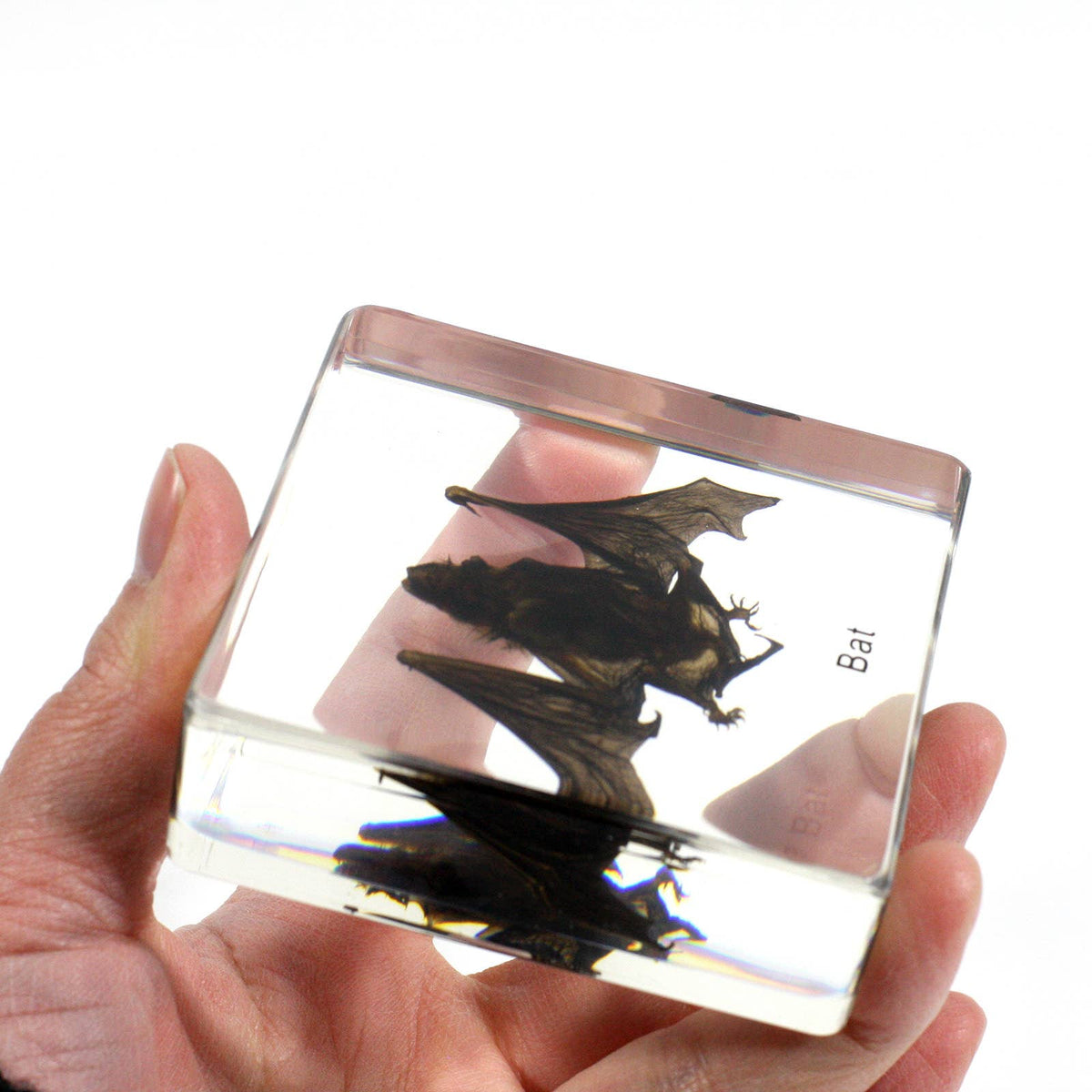 Real Bat Resin Paperweight