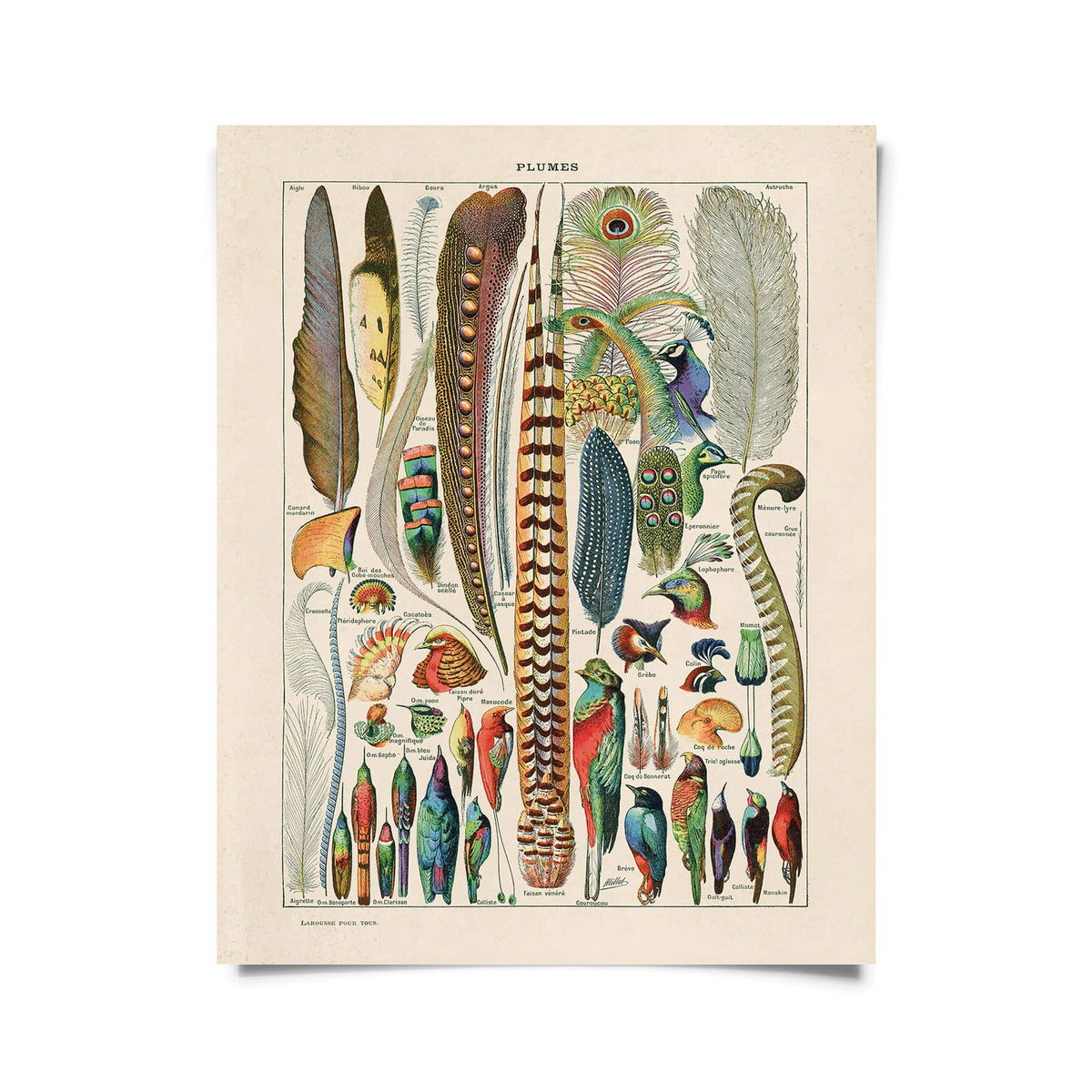 Vintage Millot Plumes Bird Feather Print w/ frame