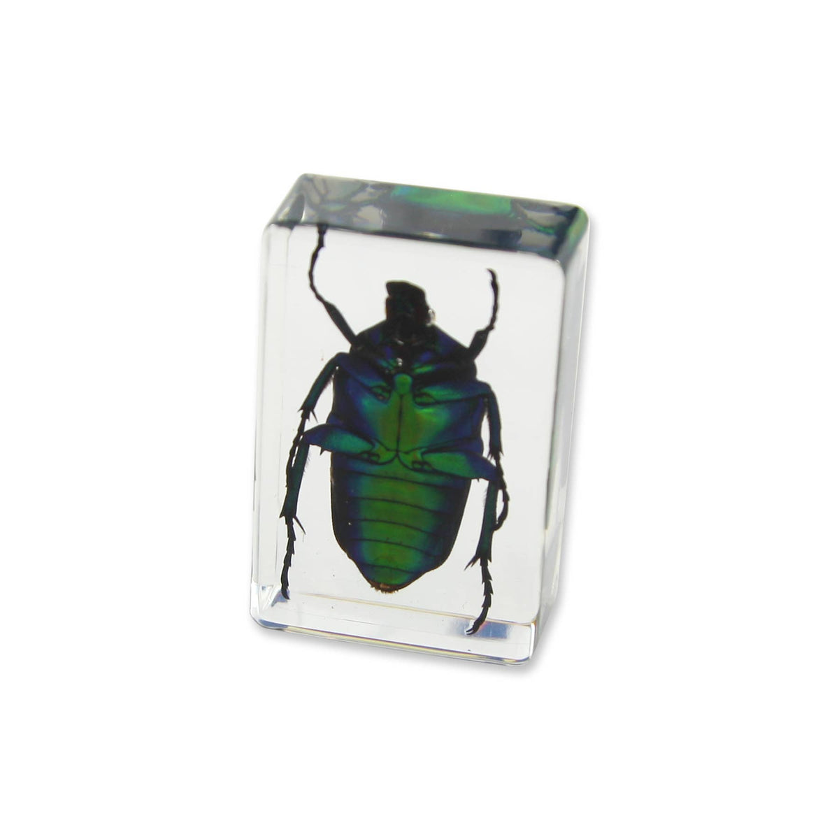 Real Green Chafer Beetle Resin Paperweight