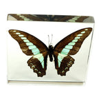 Real Common Blue Bottle Butterfly Resin Paperweight