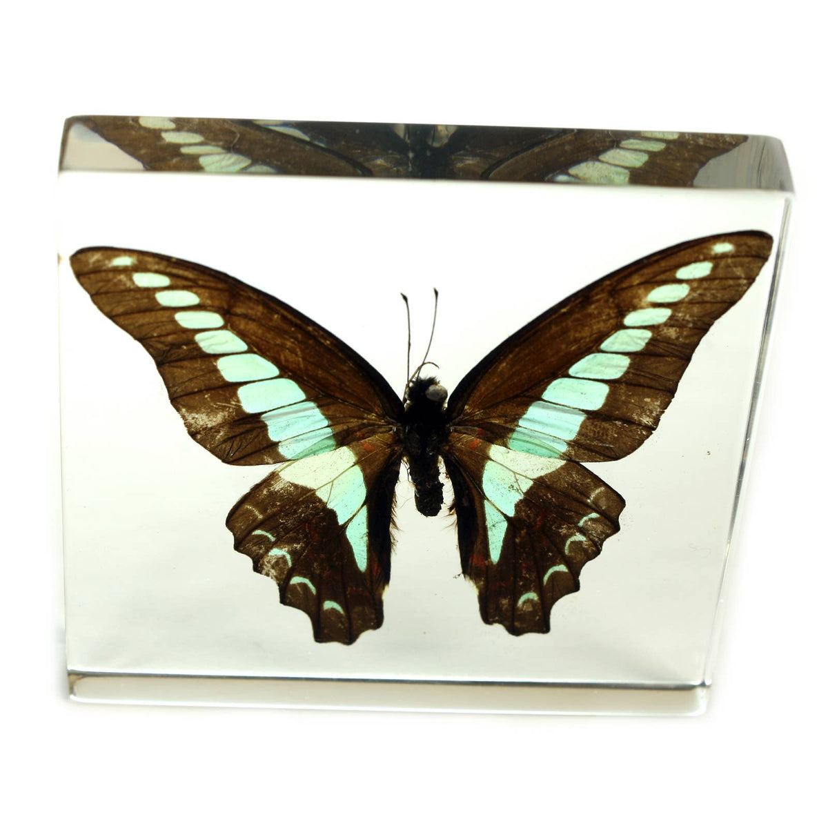 Real Common Blue Bottle Butterfly Resin Paperweight