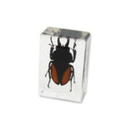 Real Stag Beetle Resin Paperweight- Small