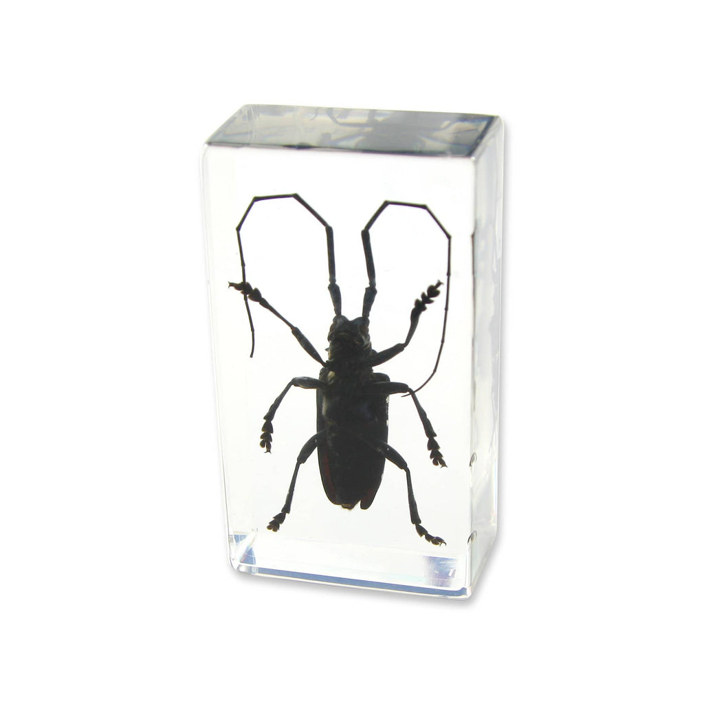 Real Asian Longhorned Beetle Resin Paperweight