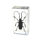Real Asian Longhorned Beetle Resin Paperweight
