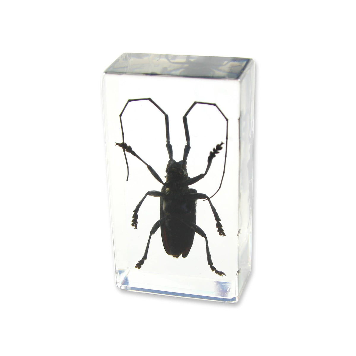 Real Asian Longhorned Beetle Resin Paperweight